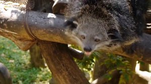 бинтуронг кушает бананку