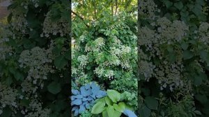 Черешковая гортензия. Томилино. Подмосковье