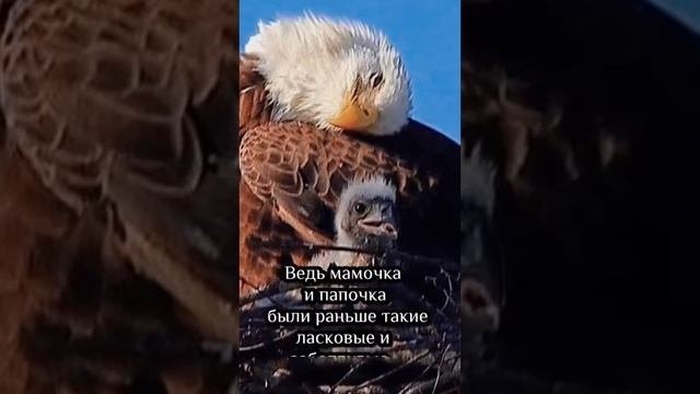 факт об орлах.Как они воспитывают орлят.Должен знать каждый.Полезная информация ??