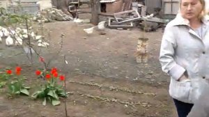 Куры, утки и дружок