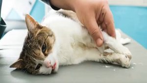 Вазелиновое масло для кошек: применение при запорах