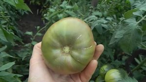 Томат Тундра. Созревание плодов.