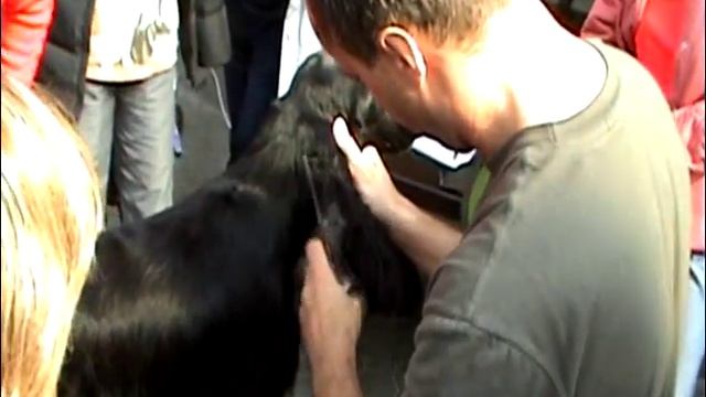 Уши английского кокер спаниеля Стрижка Grooming ears смотреть онлайн