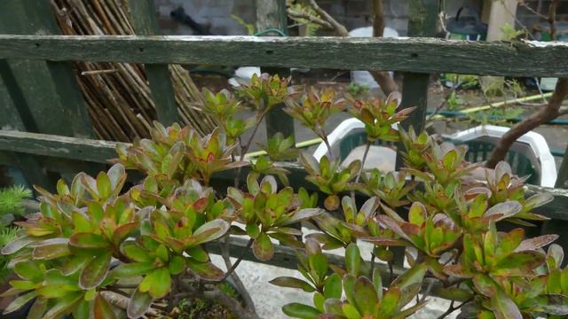 My Bonsai Retreat - Tree updates for May смотреть онлайн