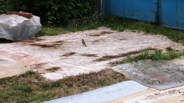 В мире животных на даче) заяц, дрозд и мышка-норушка)) смотреть онлайн