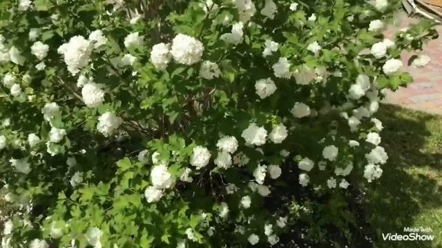 Когда обрезать калину бульденеж. Бульдонеш. бельдамеш. калина бульденеж. кустарник калина бульденеж.