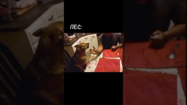 Собаки очень умные и сообразительные существа