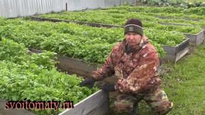 Роль сидератов в огороде