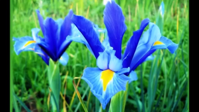 Преданность Женщине смотреть онлайн