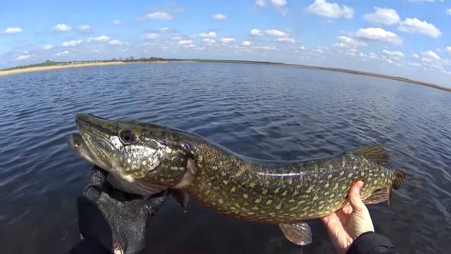 Как ловить щуку на лиманах Краснодарского края?! Открытие сезона 2022г Ловим щуку на воблеры☝️ смотреть онлайн