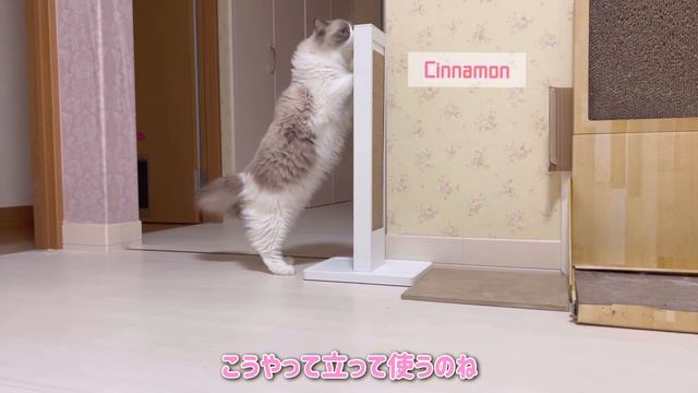 爪とぎがボロボロなので新しい爪とぎをプレゼントしたら猫がこうなりました смотреть онлайн
