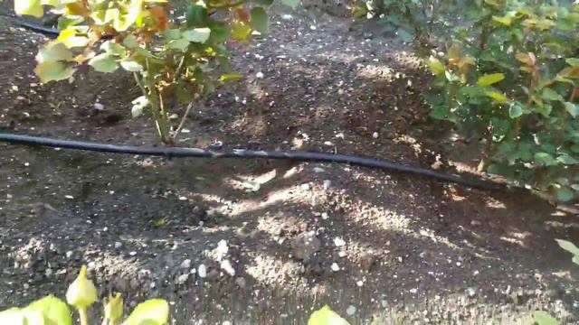 Крым. Розы готовятся к цветению. смотреть онлайн