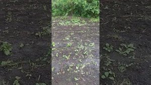 Полив дренажным насосом HERZ 1100