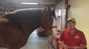 Let's Take a Tour of the Budweiser Clydesdales in Fort Collins