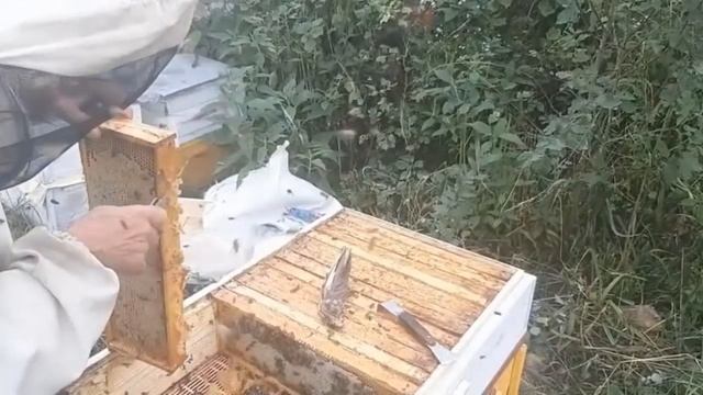 Кассетный лежак на стационаре с разнотравья дал 100 кг мёда, без ПОДСОЛНУХА! смотреть онлайн