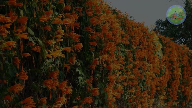 Fast growing flowering plants for fence for extra Privacy