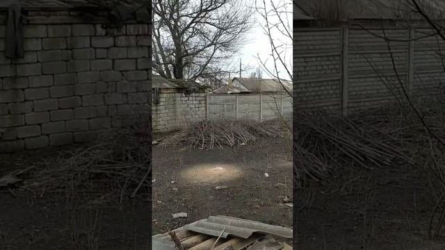 Звуки слышны из самого приюта