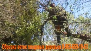 Обрезка веток плодовых деревьев