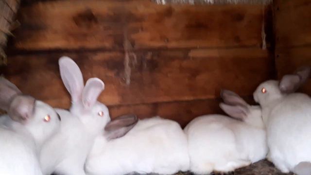 Кролики//Поделил малышню на мальчиков и девочек//Покрыл трех самок 5 августа 2022 год смотреть онлайн