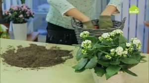 Каланхоэ Каландива. Как ухаживать и пересадить каланхоэ. СОВЕТЫ ФЛОРИСТА