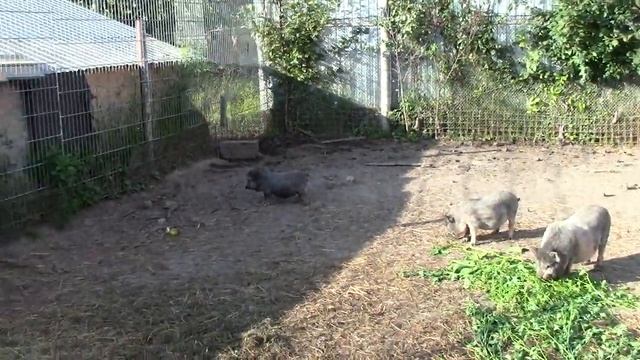 вьетнамские вислобрюхие поросята во всей красе