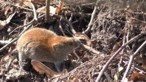 Мышка полёвка позирует перед камерой(крупным планом).Mouse vole close-up