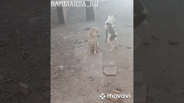 Новый Саг чанг 2020 ➖➖➖➖➖➖➖➖ бародаро видеора поделиться кнен смотреть онлайн