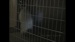 Как отличить крола от крольчихи.