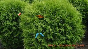 Туя западная Глобоза (thuja occidentalis globosa) ? Глобоза обзор: как сажать, саженцы туи Глобоза