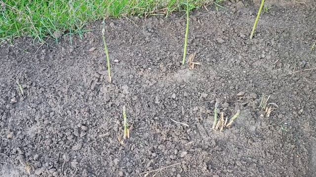 Как вырастить спаржу в открытом грунте (Asparagus) Часть 2 смотреть онлайн