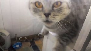 Жесть!!! Дикая кошка. Напала на хозяина. Часть 2
