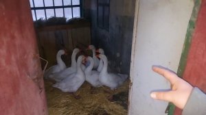 сформировал гусиную семью!!! сколько ГУСАКОВ сколько ГУСЫНЬ??