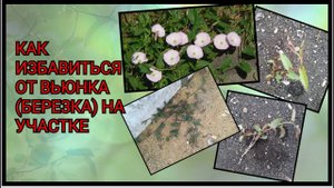Что применять при уничтожении вьюнка, как избавиться от него навсегда
