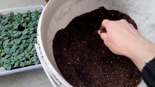 Выращивание петунии из семян. 22 день после посева, пересадка. #петуния #petunia #петунияизсемян