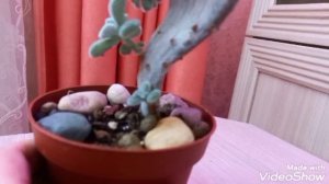 ЭХЕВЕРИЯ Пульвината Фрости кристата через 1,5 года после покупки.//Вы должны увидеть это чудо!)))