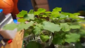 Саженцы павловнии готовы к высадке в открытый грунт. Но ещё рано. Так когда лучше сажать рассаду?!