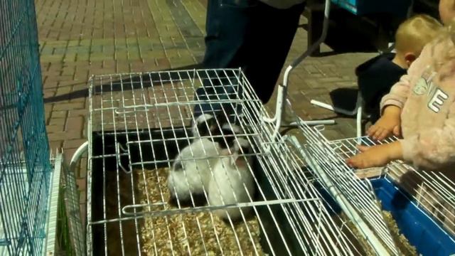 Махмутлар. Купили кролика в новом зоомагазине. смотреть онлайн