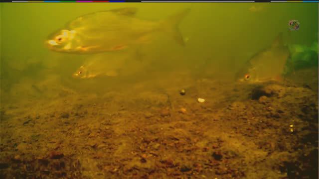 Рыбалка на речке на Кивок, насадка опарыш, хлеб, Ловля плотвы, подводная съёмка смотреть онлайн