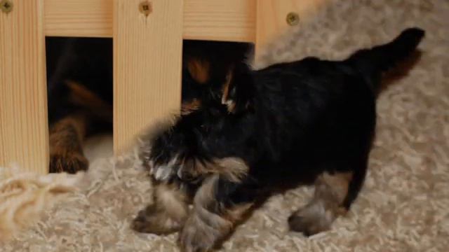 СЭЯ смотреть онлайн