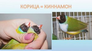 Новые мутации амадин гульда