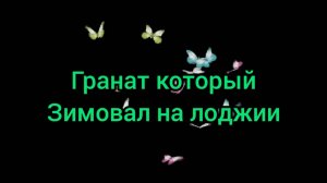 Гранат который зимовал на лоджии.