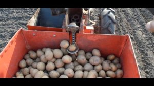 КАК ПОСАДИТЬ КАРТОШКУ МОТОБЛОКОМ??? Да это ЛЕГЧЕ ВСЕГО!!! Работаем с удовольствием!