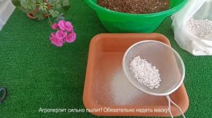 Когда совсем уж лениво промывать агроперлит... делаю ТАК 😊/Geranium/ Pelargonium