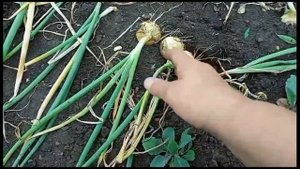 признаки созревания лука/убираю озимый лук