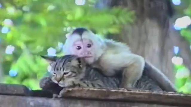 VID-20180726-WA0007 смотреть онлайн