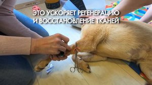 Плазмотерапия для собак. Лечение. Такое бывает?