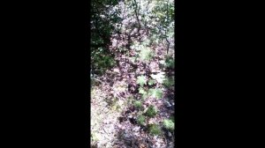 В лес по грибы. Какие грибы растут в Тольятти.