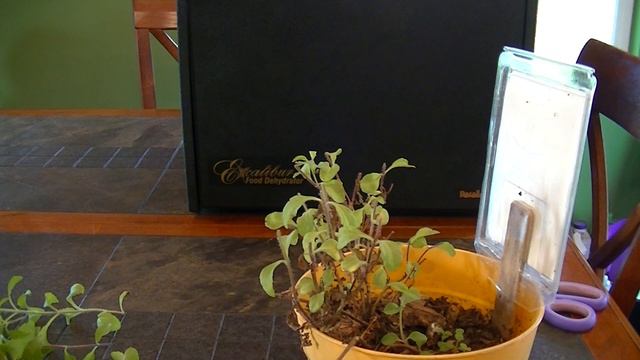 Stevia Annual or Perennial?  Harvesting and Drying смотреть онлайн