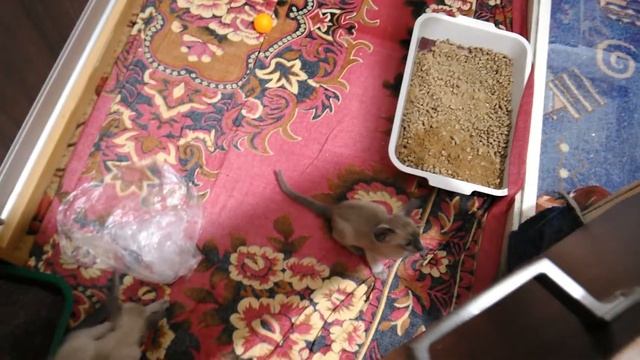 Белые ориентальные поинт котята как детки