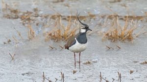 Чибис, или пигалица (Vanellus vanellus)